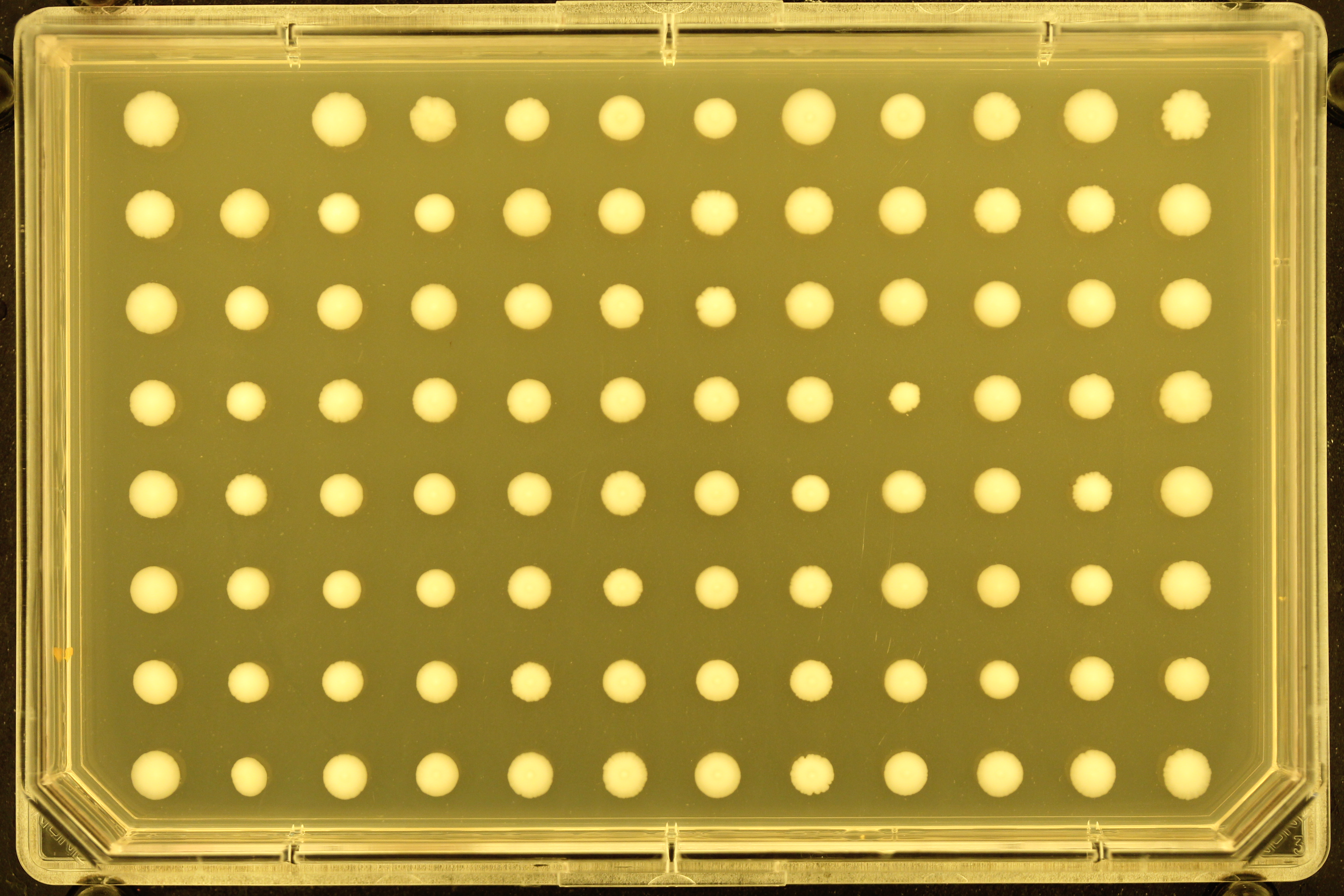 Automated Yeast Colony Quantification for Fatty Acid Sensitivity Screening